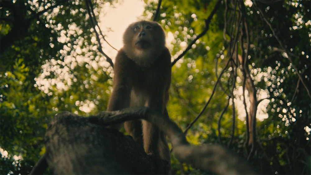 A still image showing a monkey on a tree, from The White Lotus season 3.