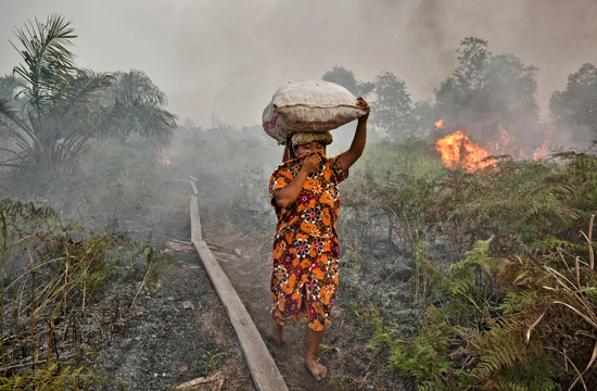 Forest fire photograph.