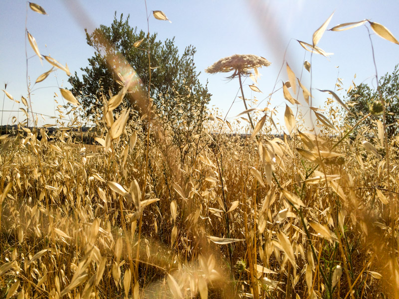 Field Near Rome, Italy, 2017.