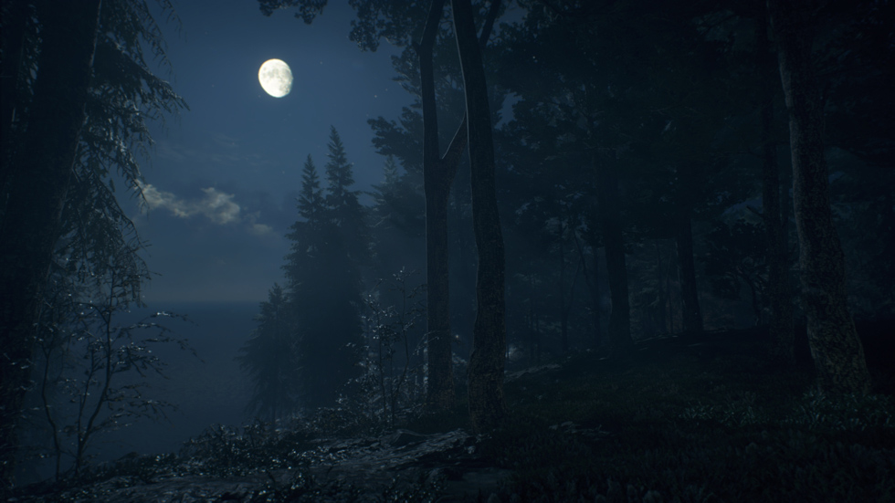 Moonlight in the forest.