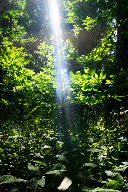 Sunlight in the forest.