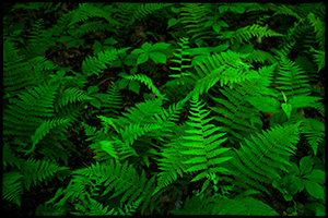 A photograph of green ferns taken in Inwood, New York City.