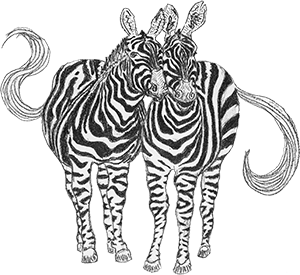 A pencil drawing of two zebras who are friends forever.